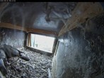 Archiv Foto Webcam Dom in Aachen: Falken im Westturm 07:00