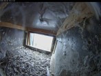 Archiv Foto Webcam Dom in Aachen: Falken im Westturm 09:00