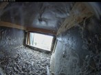Archiv Foto Webcam Dom in Aachen: Falken im Westturm 11:00