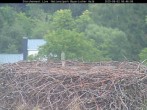 Archiv Foto Webcam Bayerischer Wald: Blick auf das Storchennest in Grafenau 05:00