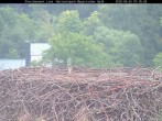 Archiv Foto Webcam Bayerischer Wald: Blick auf das Storchennest in Grafenau 06:00