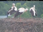Archiv Foto Webcam Bayerischer Wald: Blick auf das Storchennest in Grafenau 09:00