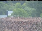 Archiv Foto Webcam Bayerischer Wald: Blick auf das Storchennest in Grafenau 11:00