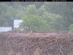 Archiv Foto Webcam Bayerischer Wald: Blick auf das Storchennest in Grafenau 13:00