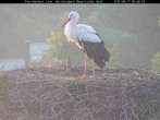 Archived image Webcam Stork Nest at the Bavarian Forest National Park 05:00