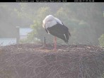 Archived image Webcam Stork Nest at the Bavarian Forest National Park 06:00