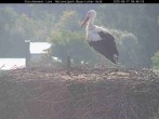 Archived image Webcam Stork Nest at the Bavarian Forest National Park 07:00