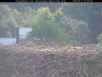 Archived image Webcam Stork Nest at the Bavarian Forest National Park 09:00