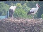 Archived image Webcam Stork Nest at the Bavarian Forest National Park 11:00
