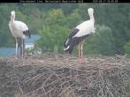 Archived image Webcam Stork Nest at the Bavarian Forest National Park 15:00