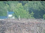 Archived image Webcam Stork Nest at the Bavarian Forest National Park 17:00