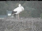 Archived image Webcam Stork Nest at the Bavarian Forest National Park 19:00