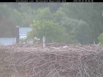 Archived image Webcam Stork Nest at the Bavarian Forest National Park 05:00