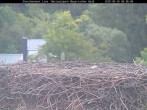 Archiv Foto Webcam Bayerischer Wald: Blick auf das Storchennest in Grafenau 07:00