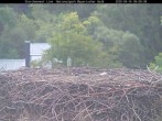 Archiv Foto Webcam Bayerischer Wald: Blick auf das Storchennest in Grafenau 08:00