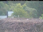 Archiv Foto Webcam Bayerischer Wald: Blick auf das Storchennest in Grafenau 09:00