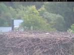 Archiv Foto Webcam Bayerischer Wald: Blick auf das Storchennest in Grafenau 10:00