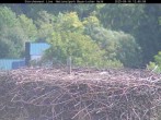 Archiv Foto Webcam Bayerischer Wald: Blick auf das Storchennest in Grafenau 11:00