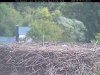 Archiv Foto Webcam Bayerischer Wald: Blick auf das Storchennest in Grafenau 13:00