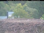 Archiv Foto Webcam Bayerischer Wald: Blick auf das Storchennest in Grafenau 15:00