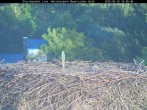 Archiv Foto Webcam Bayerischer Wald: Blick auf das Storchennest in Grafenau 17:00