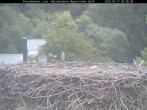 Archived image Webcam Stork Nest at the Bavarian Forest National Park 05:00