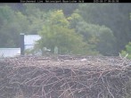 Archived image Webcam Stork Nest at the Bavarian Forest National Park 08:00