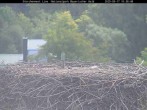Archived image Webcam Stork Nest at the Bavarian Forest National Park 09:00