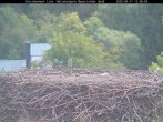 Archived image Webcam Stork Nest at the Bavarian Forest National Park 11:00