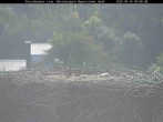 Archived image Webcam Stork Nest at the Bavarian Forest National Park 08:00