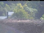 Archived image Webcam Stork Nest at the Bavarian Forest National Park 09:00
