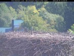 Archived image Webcam Stork Nest at the Bavarian Forest National Park 11:00
