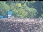 Archived image Webcam Stork Nest at the Bavarian Forest National Park 13:00
