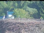 Archived image Webcam Stork Nest at the Bavarian Forest National Park 15:00