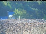 Archived image Webcam Stork Nest at the Bavarian Forest National Park 17:00