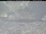Archived image Webcam Stork Nest at the Bavarian Forest National Park 19:00
