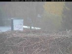 Archiv Foto Webcam Bayerischer Wald: Blick auf das Storchennest in Grafenau 06:00