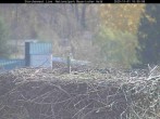 Archiv Foto Webcam Bayerischer Wald: Blick auf das Storchennest in Grafenau 09:00