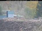 Archiv Foto Webcam Bayerischer Wald: Blick auf das Storchennest in Grafenau 11:00
