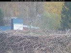 Archiv Foto Webcam Bayerischer Wald: Blick auf das Storchennest in Grafenau 13:00