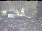 Archived image Webcam Stork Nest at the Bavarian Forest National Park 03:00