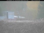 Archived image Webcam Stork Nest at the Bavarian Forest National Park 05:00