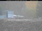 Archived image Webcam Stork Nest at the Bavarian Forest National Park 06:00