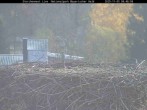 Archived image Webcam Stork Nest at the Bavarian Forest National Park 07:00