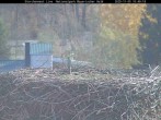 Archived image Webcam Stork Nest at the Bavarian Forest National Park 09:00