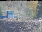 Archived image Webcam Stork Nest at the Bavarian Forest National Park 11:00