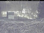 Archived image Webcam Stork Nest at the Bavarian Forest National Park 04:00