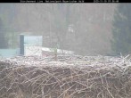 Archived image Webcam Stork Nest at the Bavarian Forest National Park 06:00
