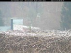 Archived image Webcam Stork Nest at the Bavarian Forest National Park 07:00