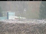 Archived image Webcam Stork Nest at the Bavarian Forest National Park 08:00